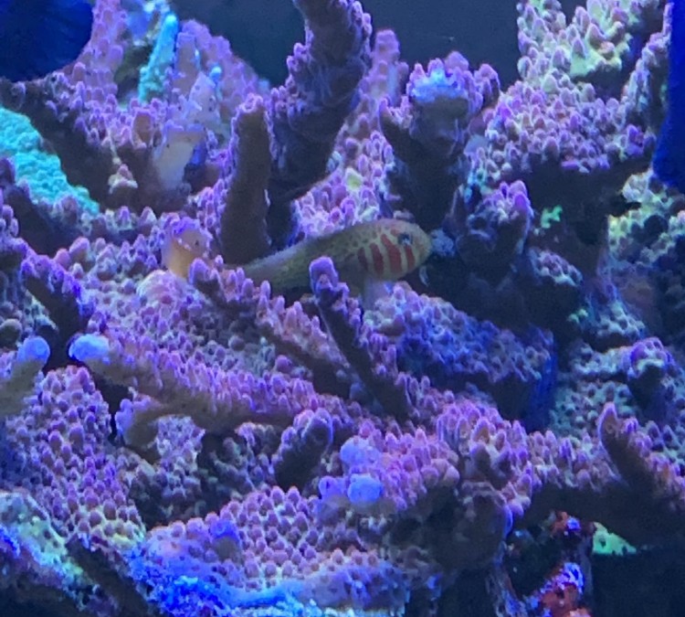 superior-reef-photo